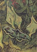 Death's-Head Moth (nn04) Vincent Van Gogh